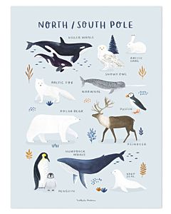 Kinderposter Dieren Noordpool Lilipinso 