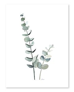 Kinderposter Eucalyptus Plant Lilipinso